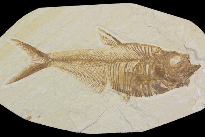 Detailed, Diplomystus Fossil Fish - Wyoming #92896
